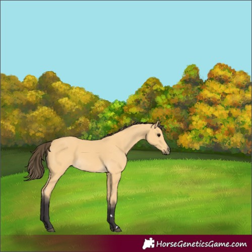 Horse Color:Buckskin 