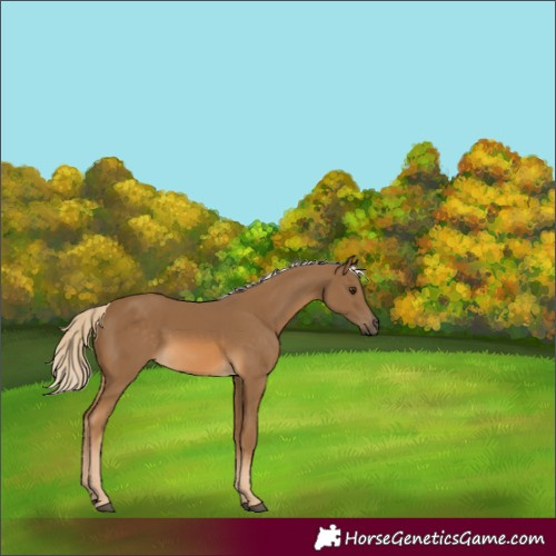 Horse Color:Chocolate Palomino