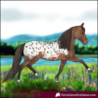 Horse Color:Bay Appaloosa 