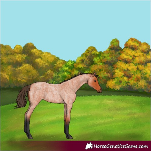 Horse Color:Bay Roan 