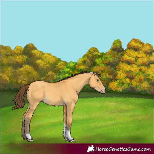 Horse Color:Amber Cream Champagne Dun Tobiano Rabicano 