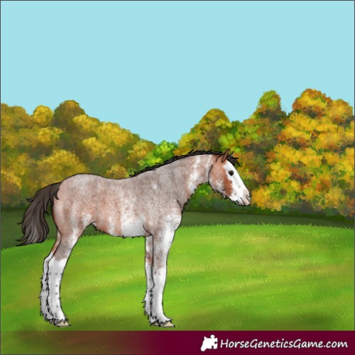Horse Color:White Spotted Bay Roan Splash