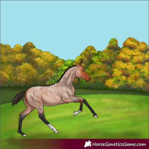 Horse Color:Bay Roan