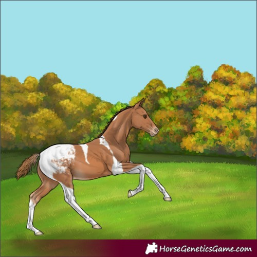 Horse Color:Chestnut Tobiano Snowcap 