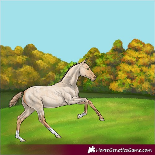 Horse Color:Red Dun Roan