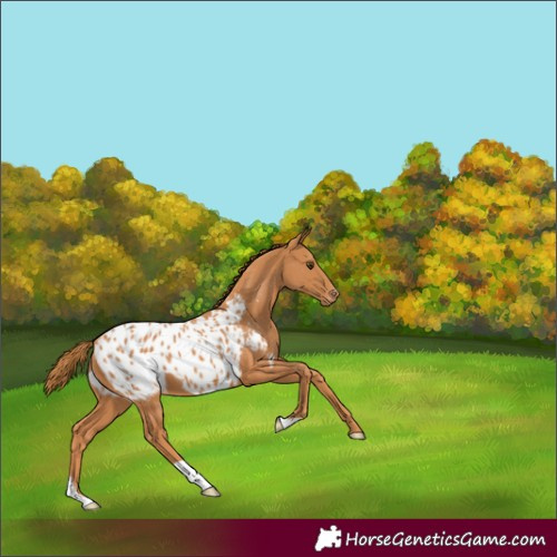 Horse Color:Chestnut Blanket 
