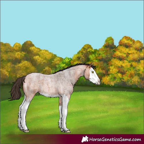 Horse Color:Bay Roan Splash 