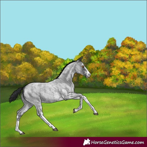 Horse Color:White Spotted Blue Roan 