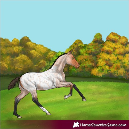 Horse Color:Bay Roan Blanket 