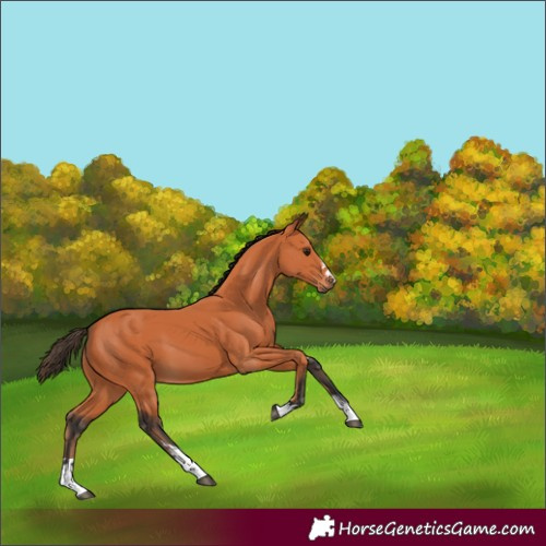 Horse Color:Bay 