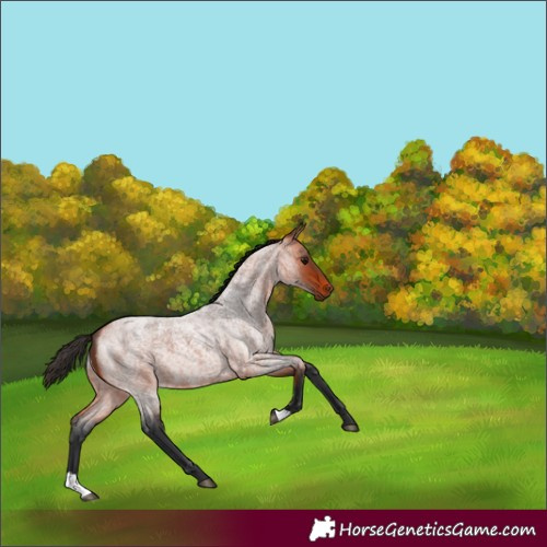 Horse Color:Bay Roan