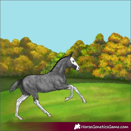 Horse Color:Blue Roan Splash