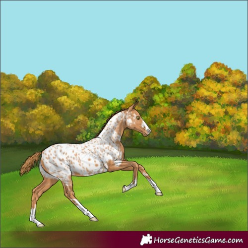 Horse Color:Chestnut Appaloosa 