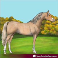 Horse Color:Palomino Roan 
