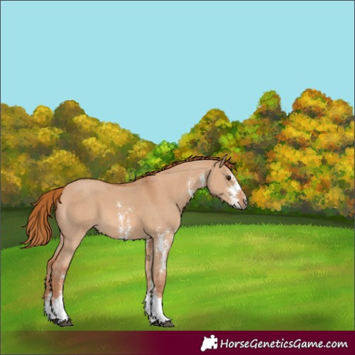 Horse Color:Red Dun Sabino