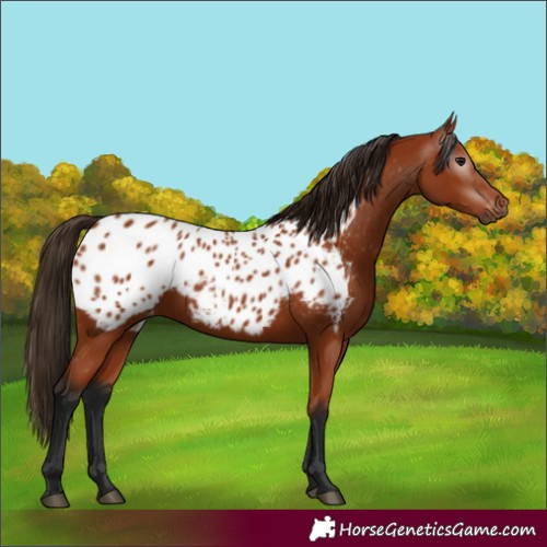Horse Color:Gray Bay Appaloosa 