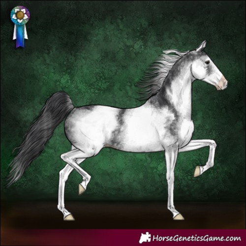 Horse Color:White Spotted Black Rabicano 