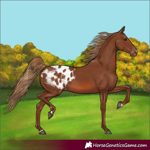 Horse Color:Chestnut Appaloosa 