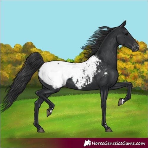 Horse Color:Black Appaloosa 