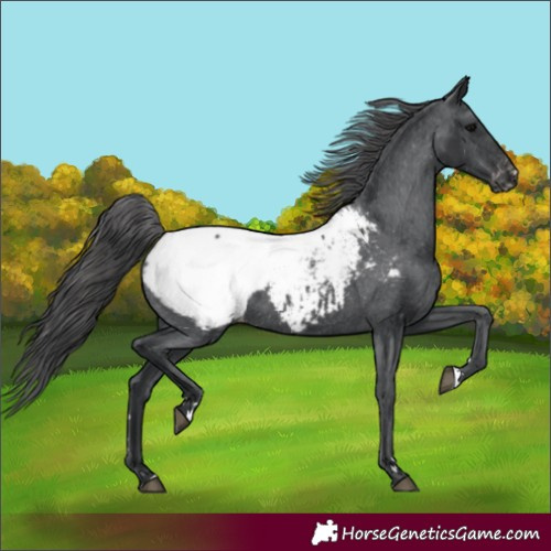 Horse Color:Black Snowcap 