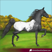 Horse Color:Black Appaloosa 