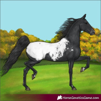 Horse Color:Black Appaloosa 