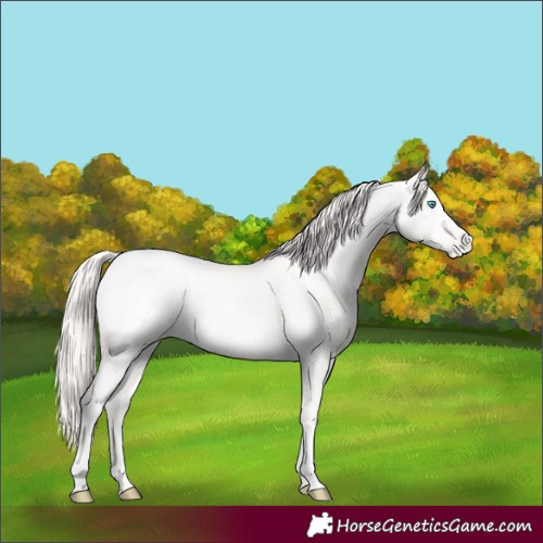 Horse Color:Perlino Appaloosa 
