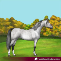 Horse Color:Gray Grullo Roan Sabino Rabicano 
