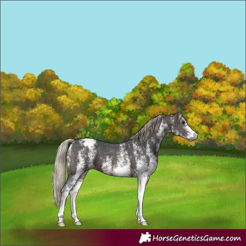 Horse Color:Gray White Spotted Silver Brown Varnish 