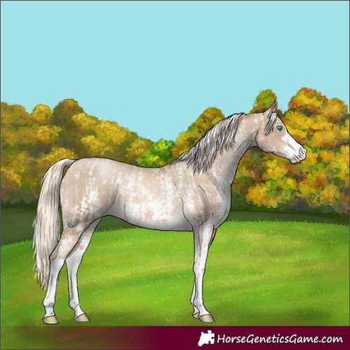 Horse Color:Chocolate Palomino Pearl Sabino Varnish Rabicano and Chocolate Palomino Pearl Sabino Varnish Rabicano