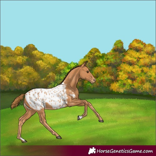 Horse Color:Chestnut Blanket 