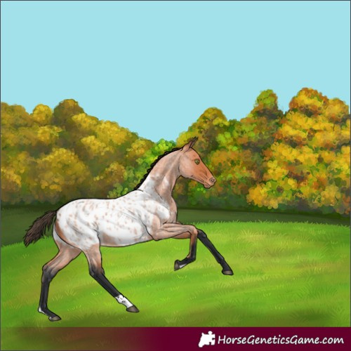 Horse Color:Bay Roan Appaloosa 