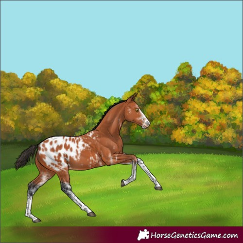 Horse Color:White Spotted Bay Appaloosa