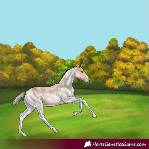 Horse Color:White Spotted Chestnut
