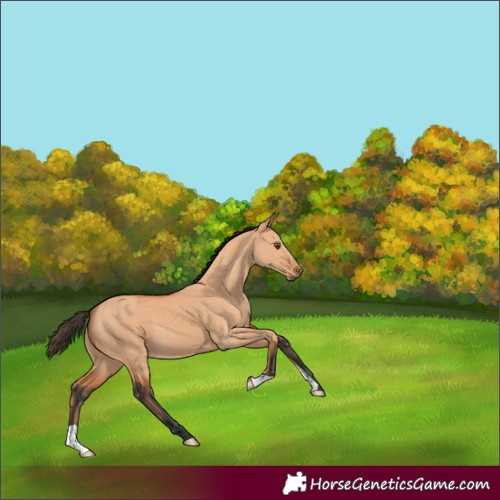 Horse Color:Bay Dun