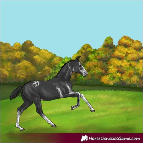 Horse Color:White Spotted Black Appaloosa 