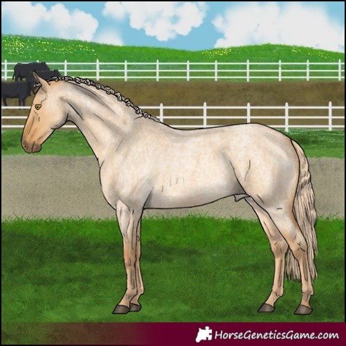 Horse Color:Palomino Roan Dun 