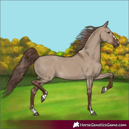 Horse Color:Liver Red Dun 