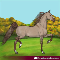 Horse Color:Liver Red Dun