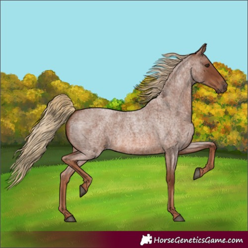 Horse Color:Red Roan 