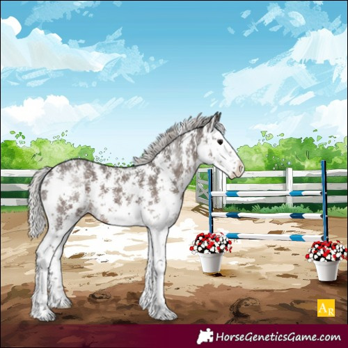 Horse Color:Silver Black Sabino Splash Appaloosa