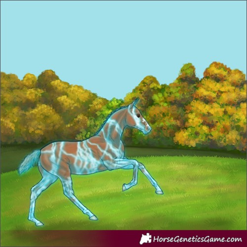 Horse Color:Thunderstruck Chestnut