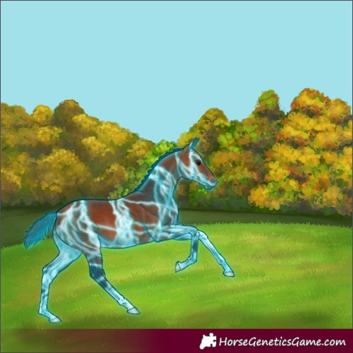 Horse Color:Thunderstruck Bay