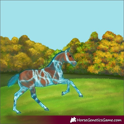 Horse Color:Thunderstruck Bay 
