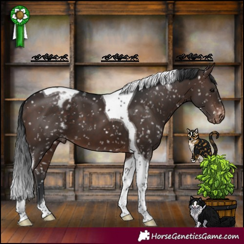 Horse Color:Brown Tobiano Appaloosa 