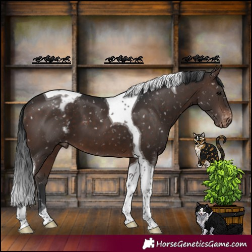 Horse Color:Brown Tobiano Appaloosa 
