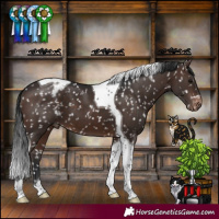 Horse Color:Brown Tobiano Appaloosa 