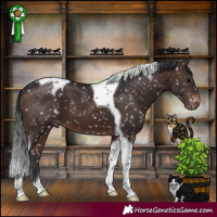 Horse Color:Brown Tobiano Appaloosa