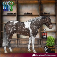 Horse Color:Brown Tobiano Appaloosa 