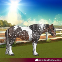 Horse Color:Bay Tobiano Appaloosa 